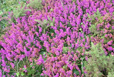 200707_x_Bruyère_JPG